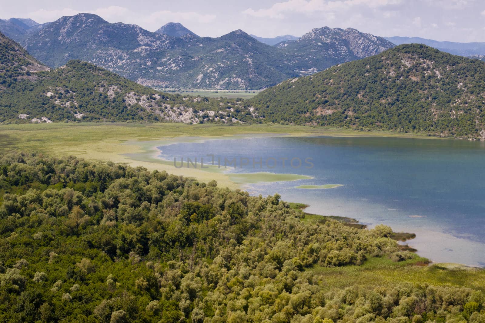 Green beauty swamp on Skadarsko lake in Montenegro.