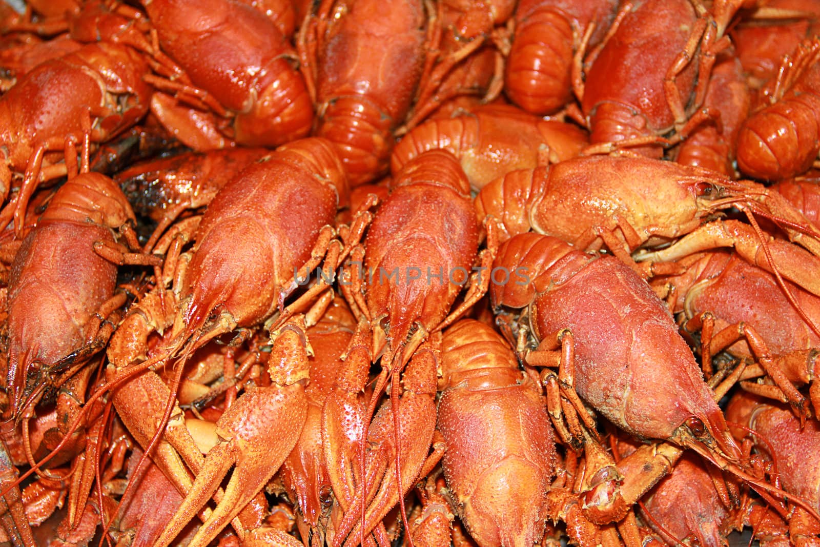 Background with many boiled crawfishes