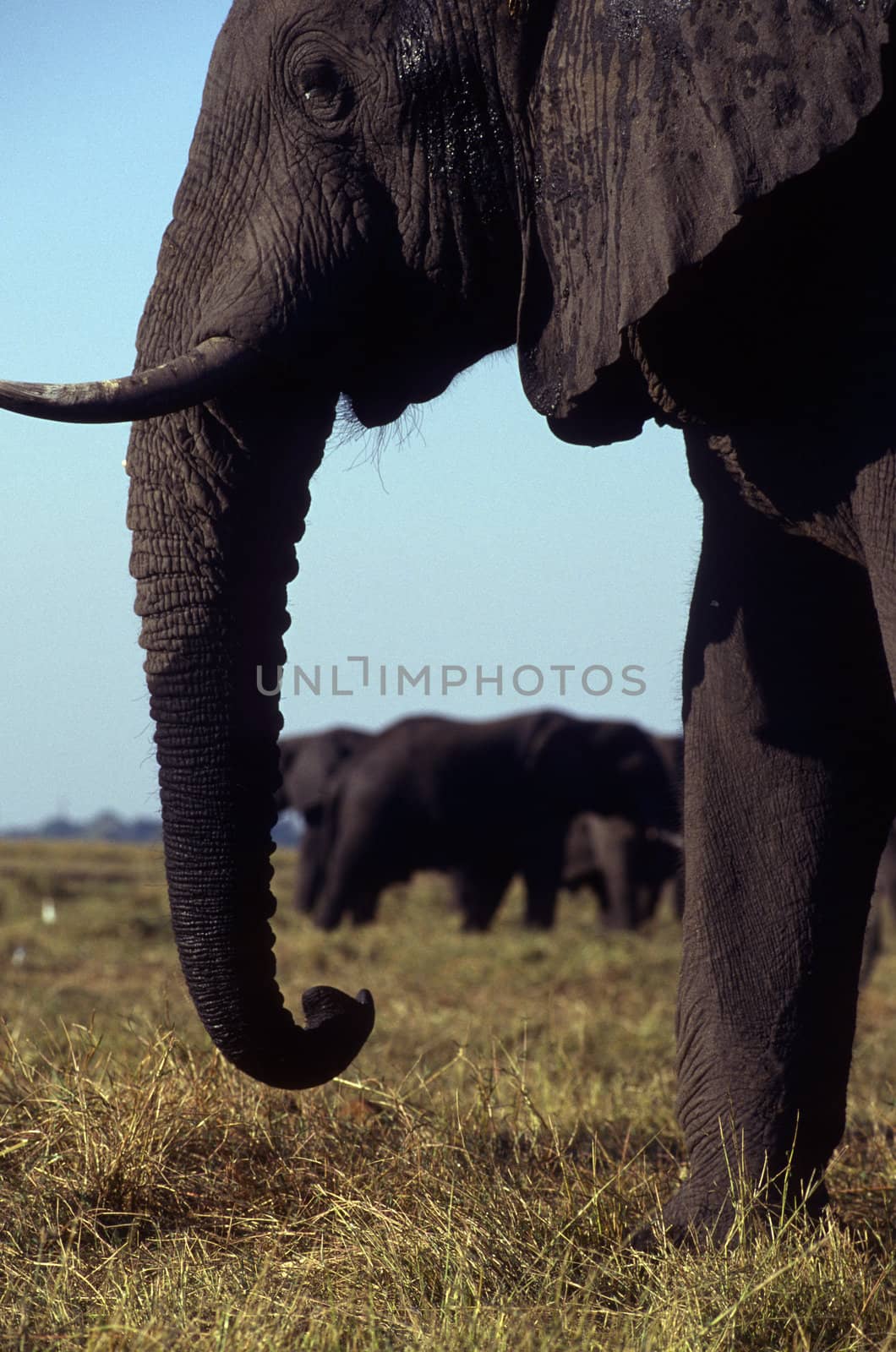 Elephants in the foreground and background viewed between trunk.