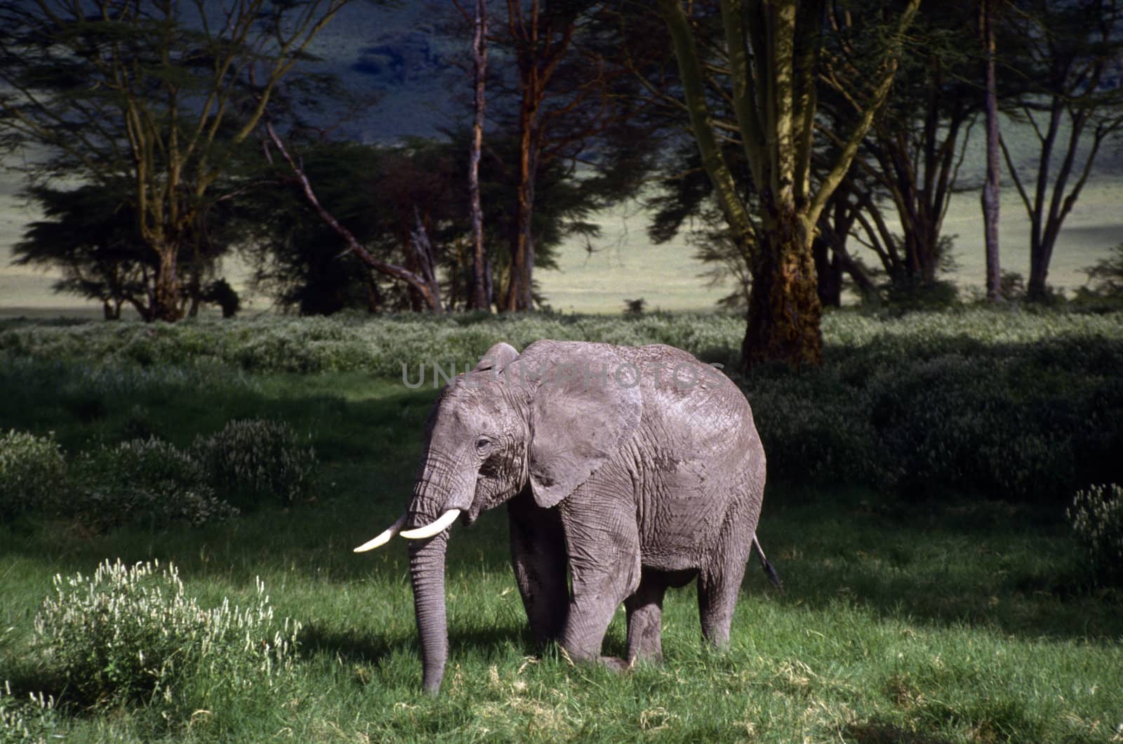 Adult elephant on the plain standing on the grass.
