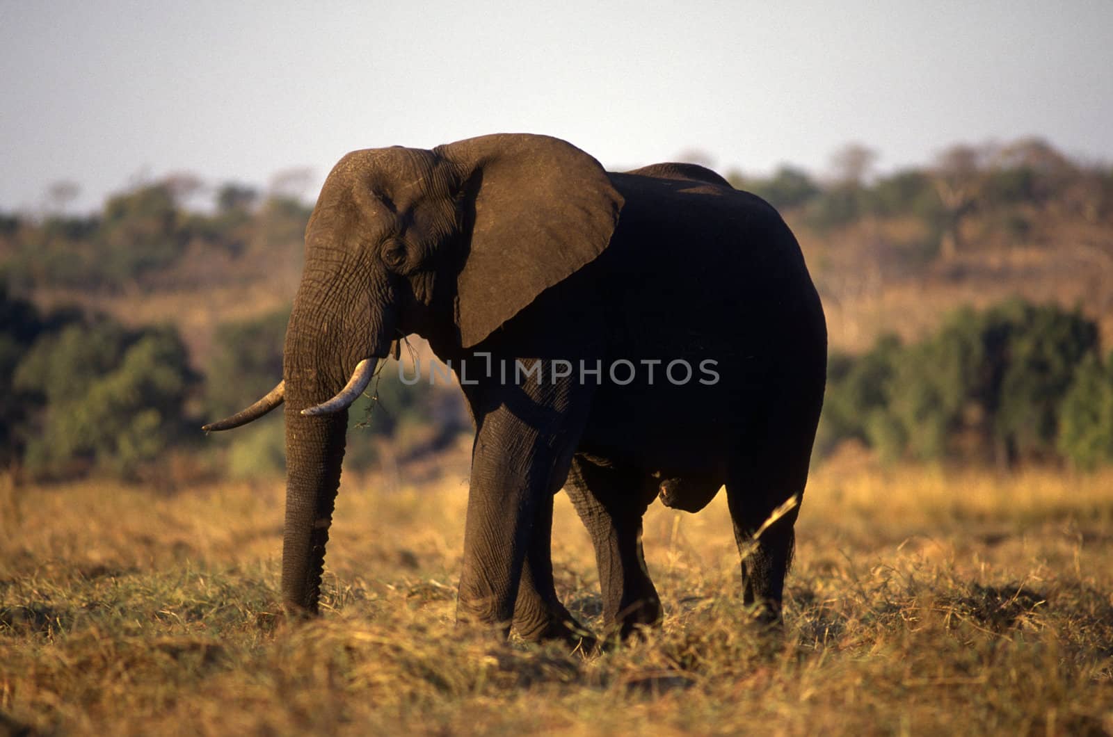 Adult elephant on the plain of brown grass.
