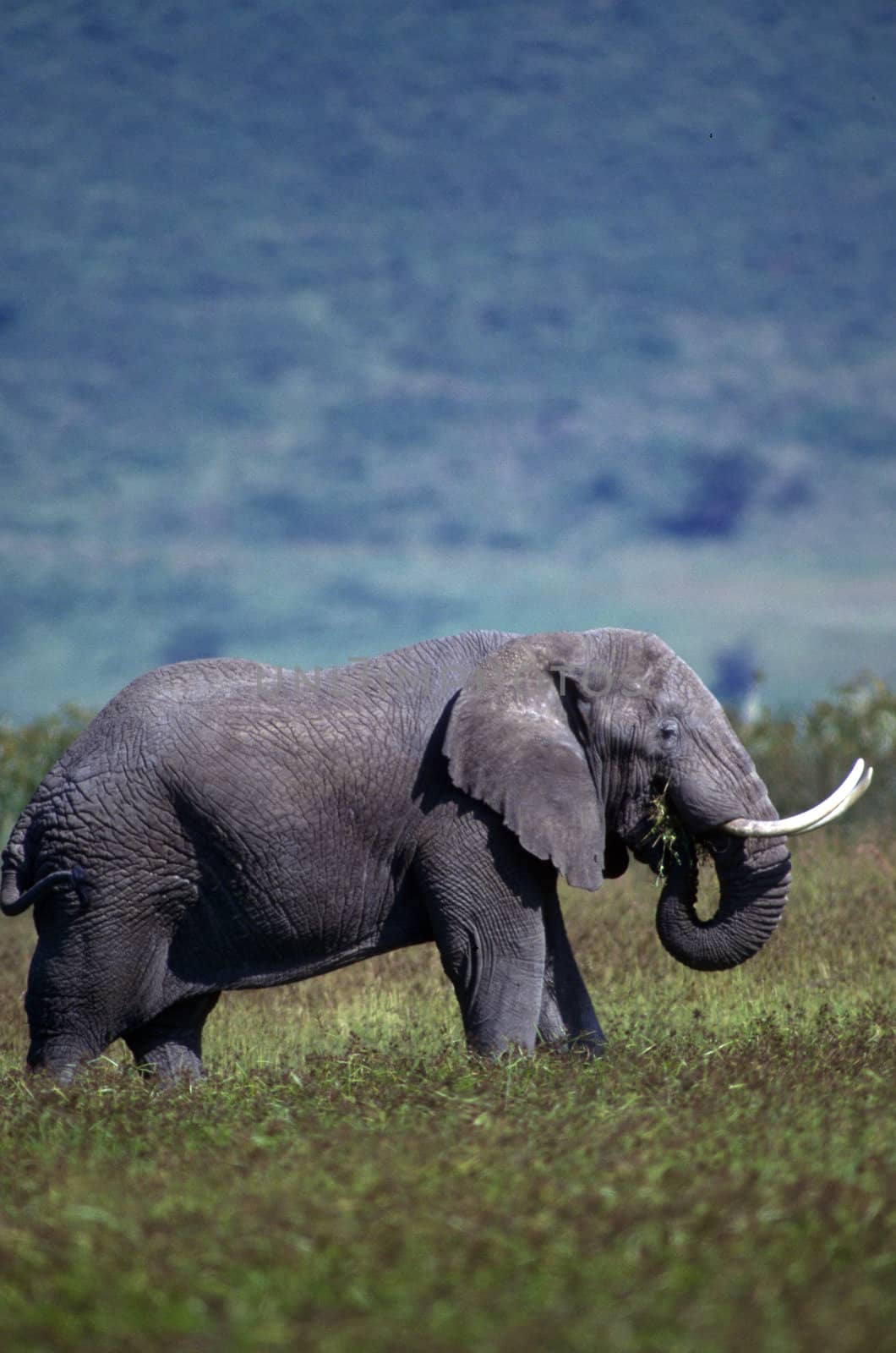 Adult elephant on the plain and herd.