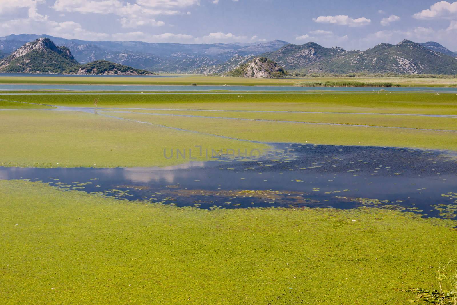Montenegro, green beauty swamp on Skadarsko lake. Balkans