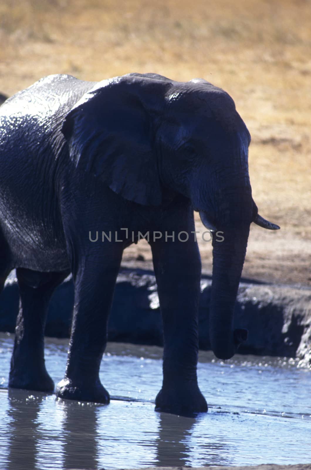 Adult elephant in shallow river looking for water.