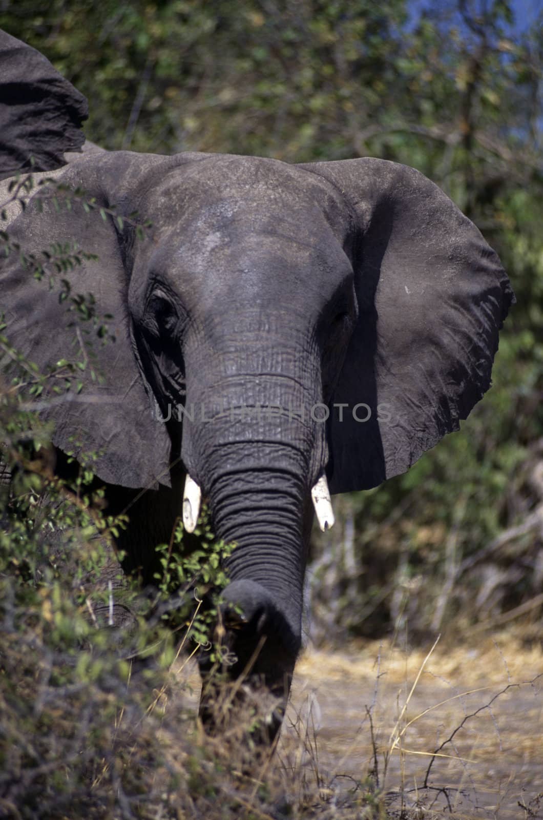 Frontal view of adult elephant looking into camera.