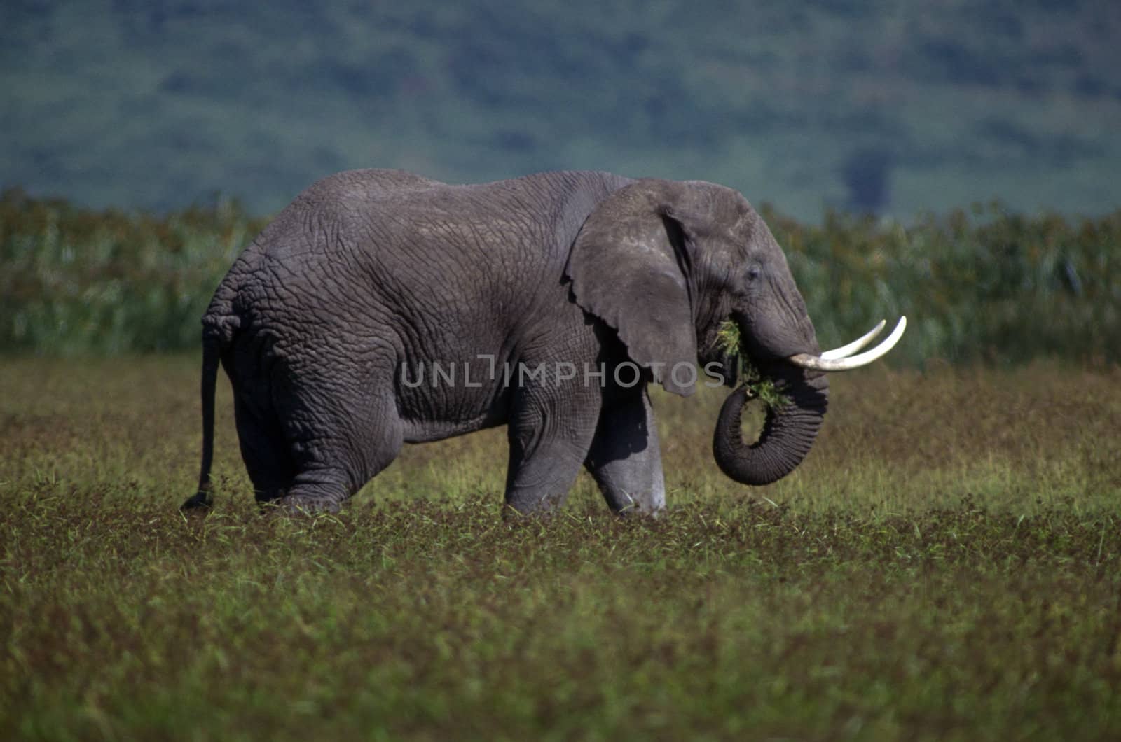 Adult elephant on the plain with green grass.