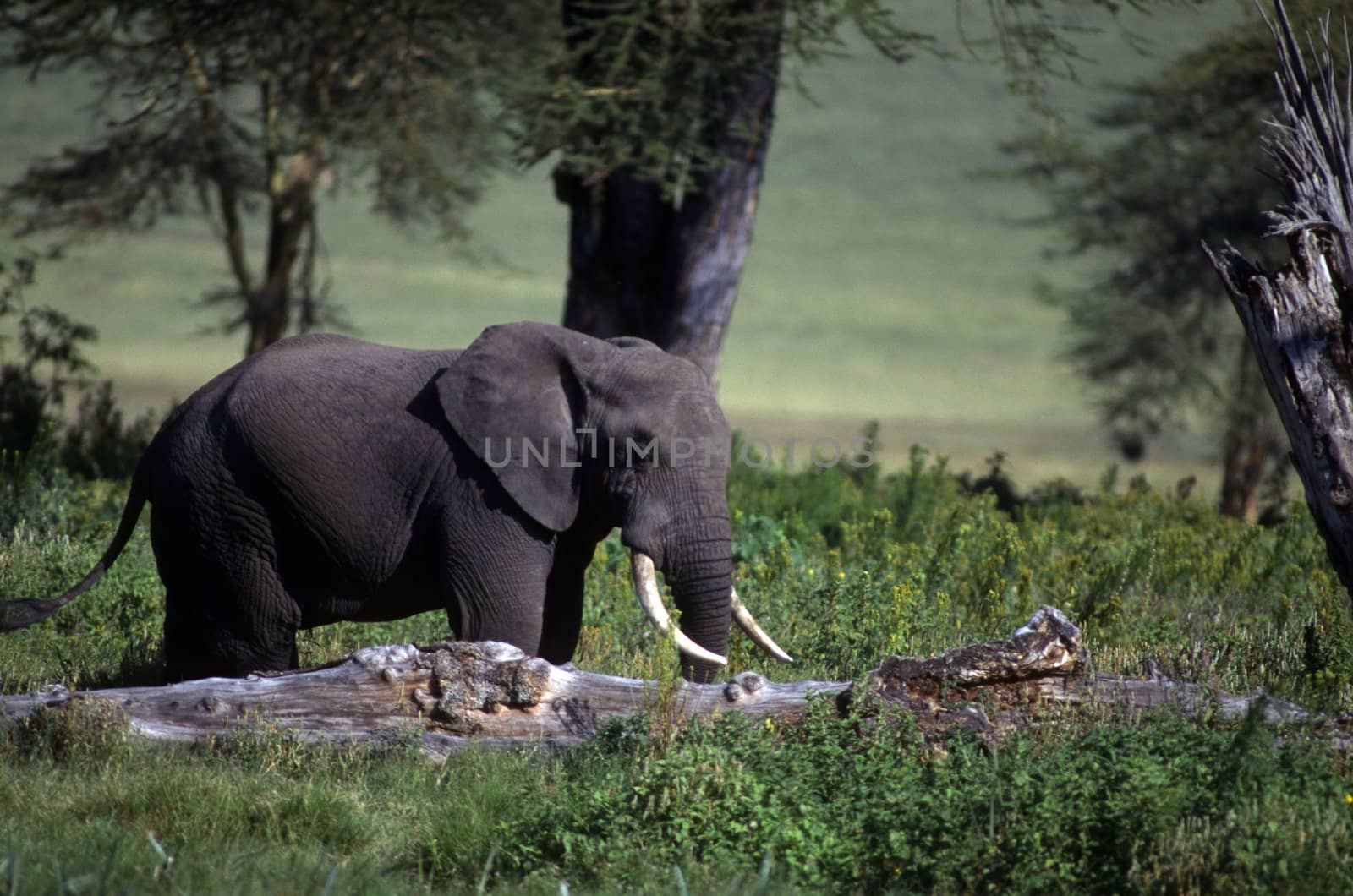 Adult elephant on the plain wiht trees.