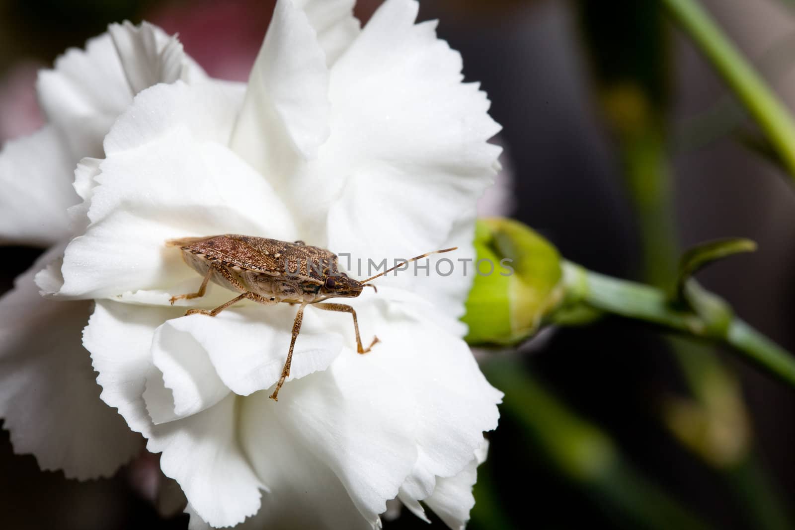 Stink bug or shield marmorated insect landed on a white blossom of spray carnation