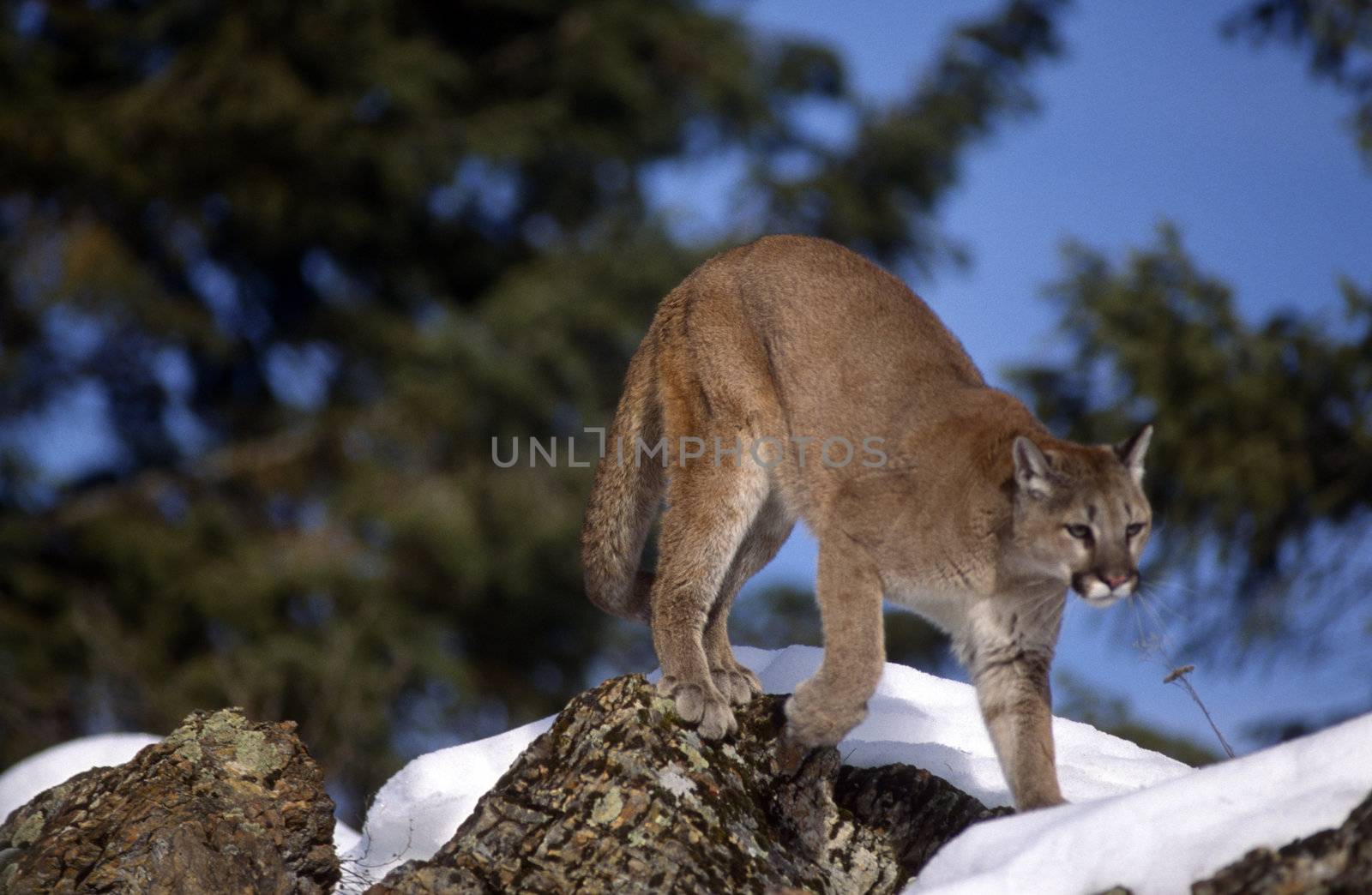 Adult Mountain Lion crossing snowy terrain with sky in background.
