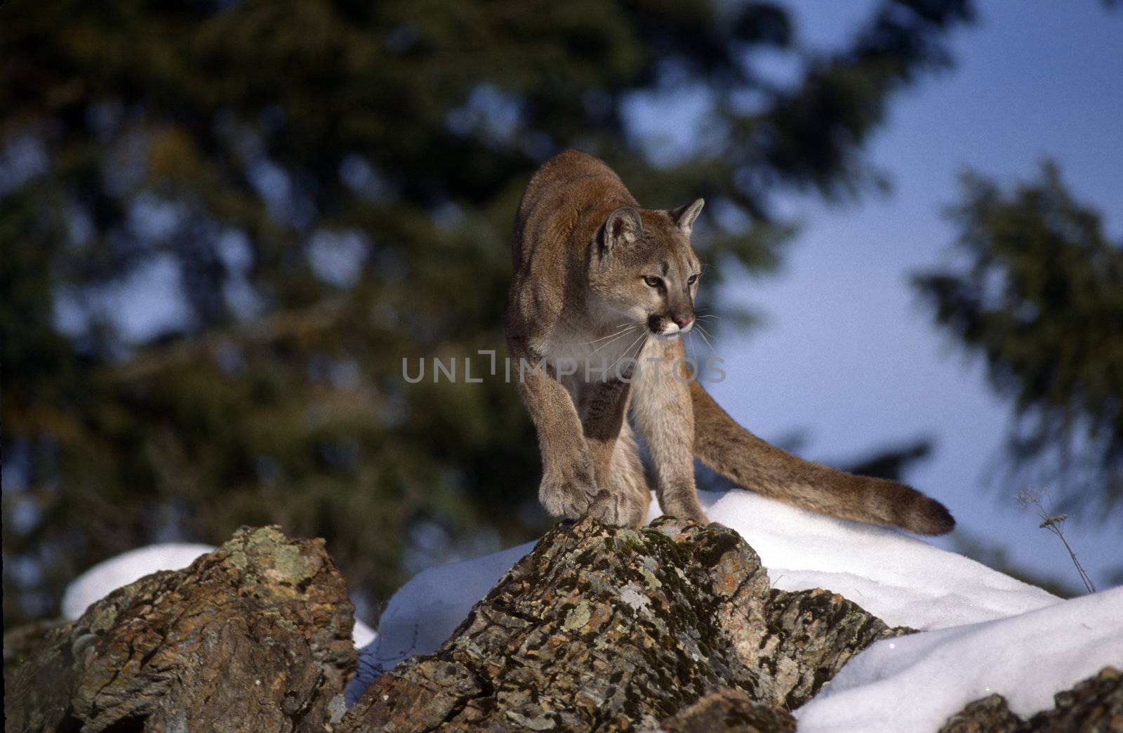 Adult Mountain Lion crouched looking for prety.