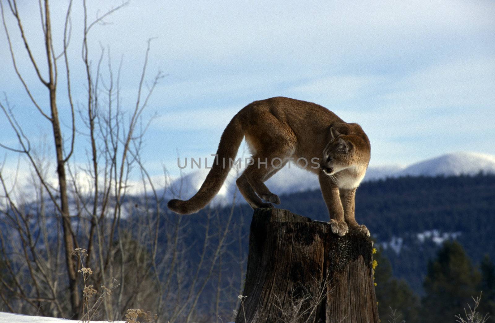 Mountain lion standing on a snag