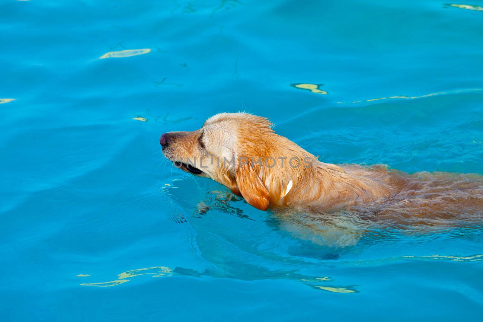 Nice specimen of dog of the race Golden Retriever swimming on a  swimming pool