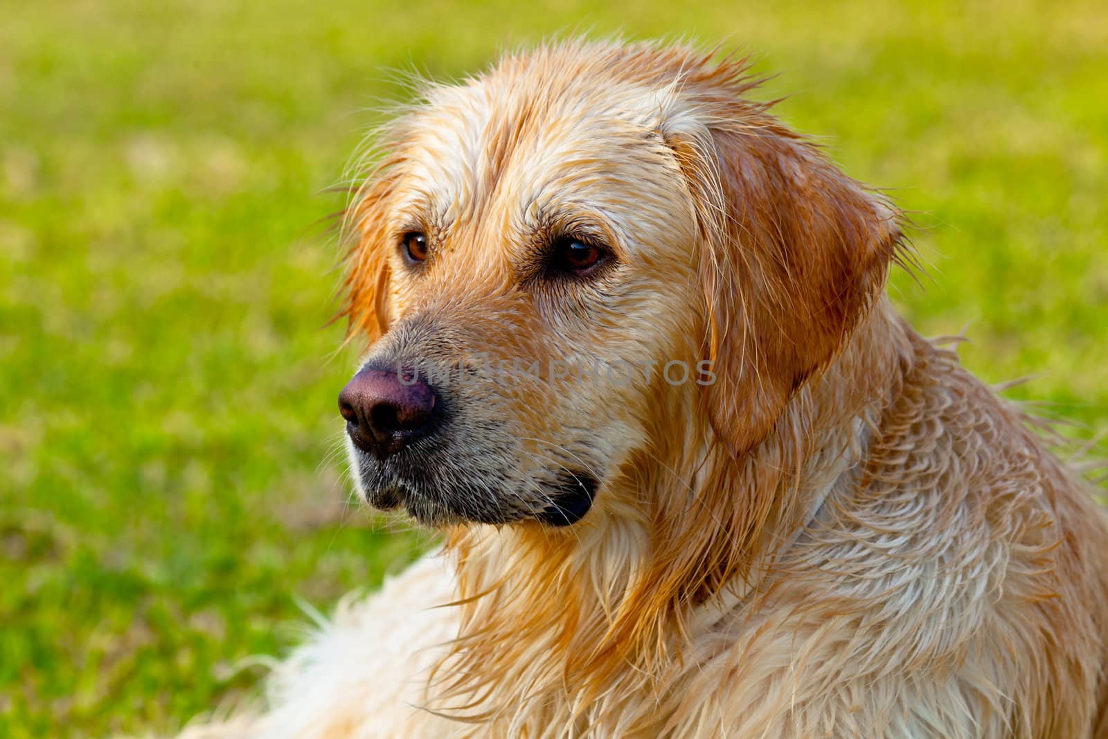 Nice specimen of dog of the race Golden Retriever