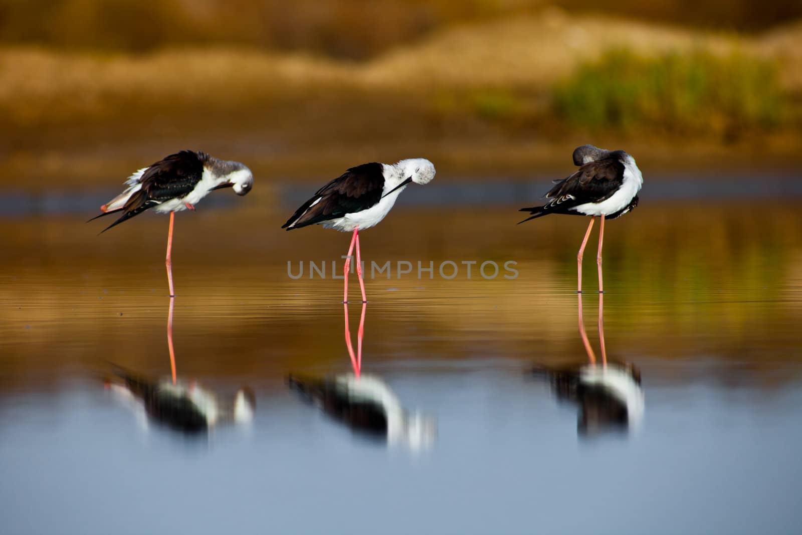 Three black-winged Stilt taking a break on the water