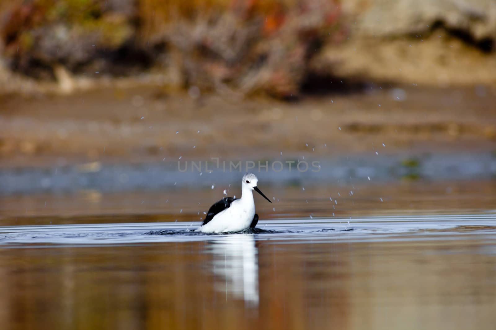 A black-winged stilt sprucing oneself up