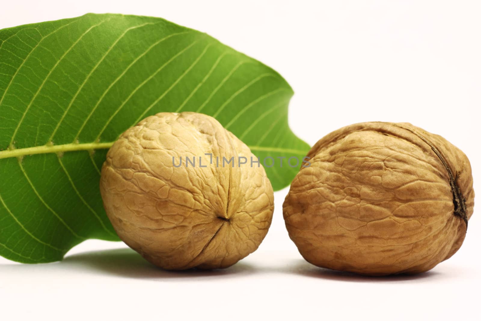 Greek walnut by Legioner476