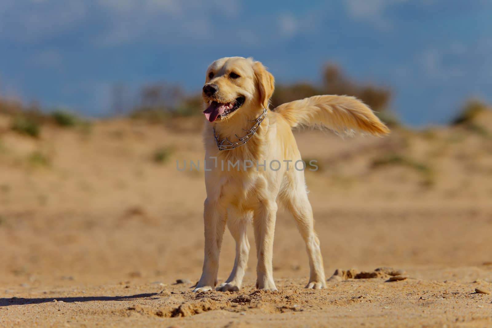 Nice specimen of dog of the race Golden Retriever