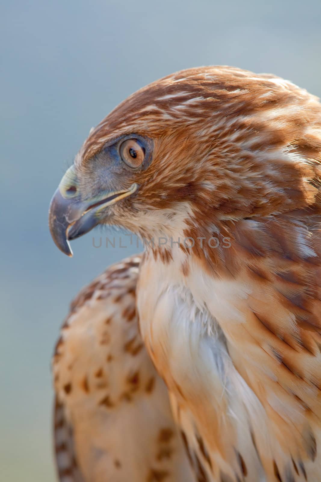 Fantastic eagle of red tail (Buteo jamaicensis) posing placidly