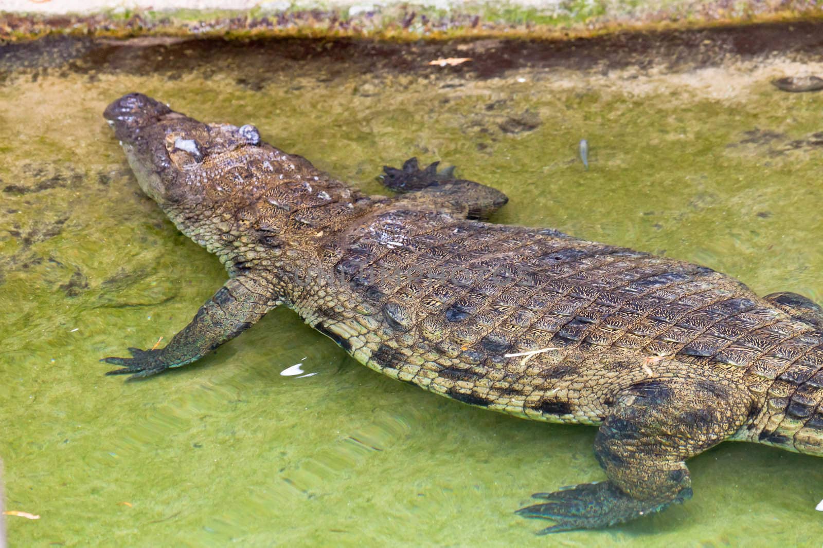 A beautiful specimen of nile crocodile, Crocodylus niloticus