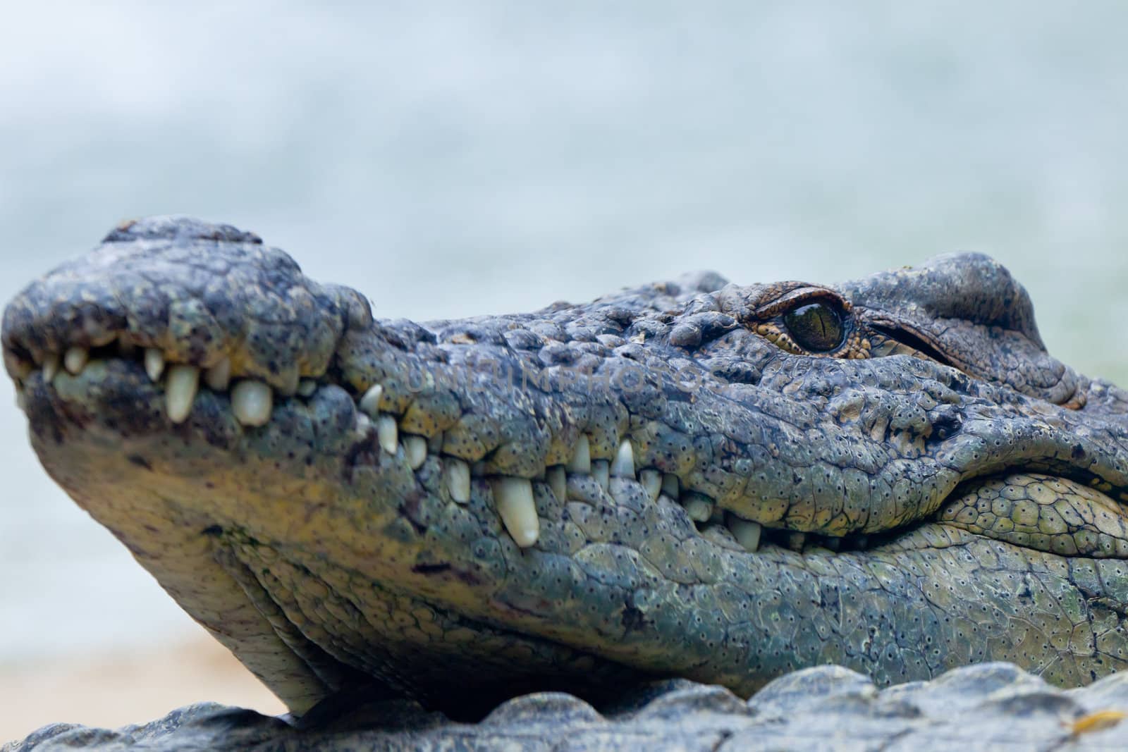 Detail of the head of a nile crocodile, Crocodylus niloticus