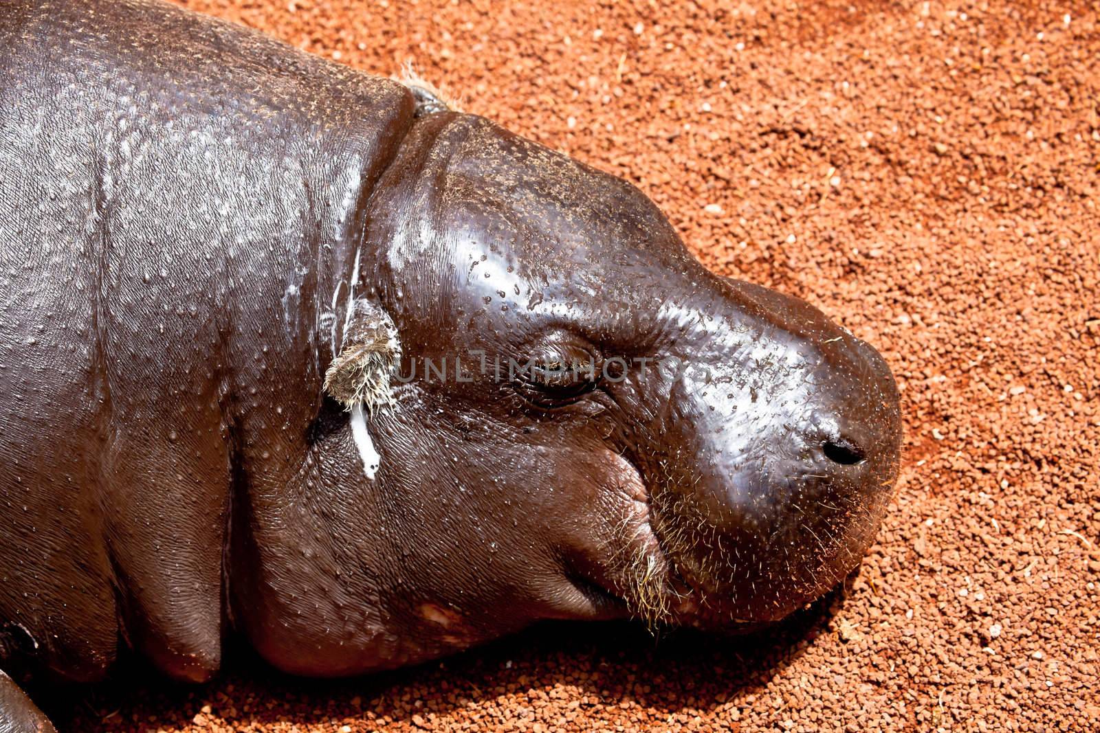 Sympathetic specimen of Hippopotamus pigmy, Hexaprotodon liberiensis