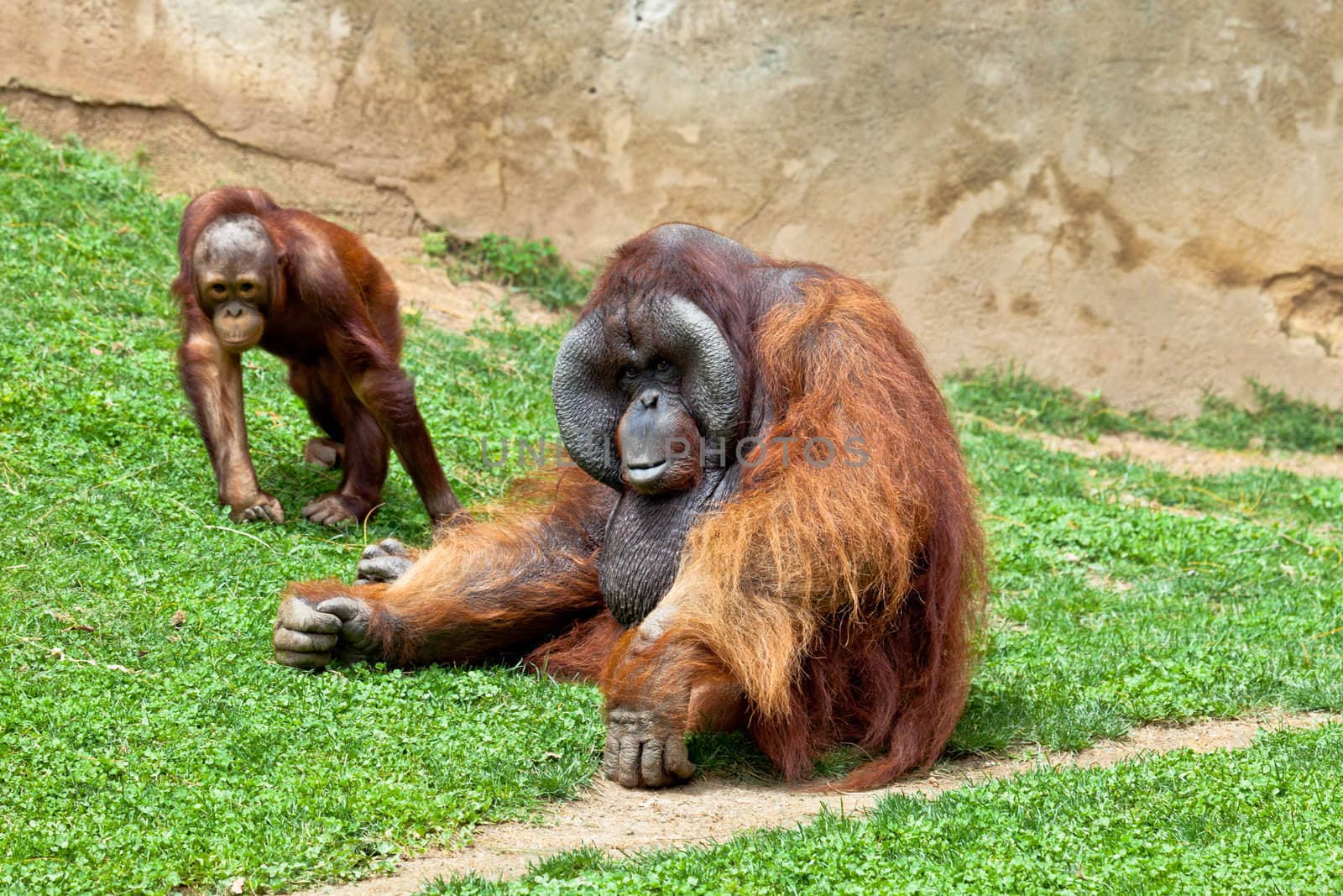 Two beautiful specimen of Orangutan of Borneo, Pongo Pygmaeus