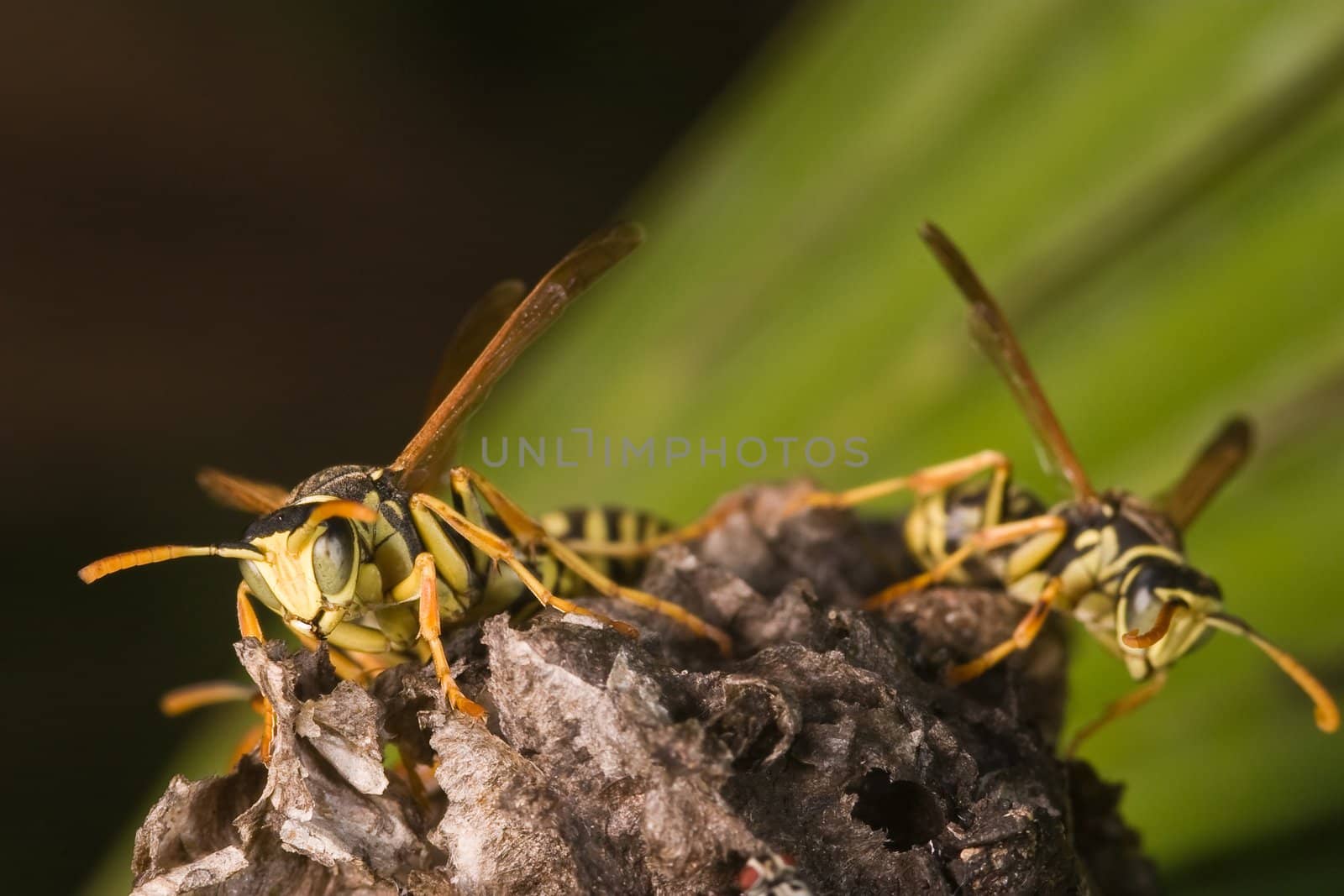 Wasps Polistes bischoffi ( Weyrauch, 1937 ) of threatening aspect 