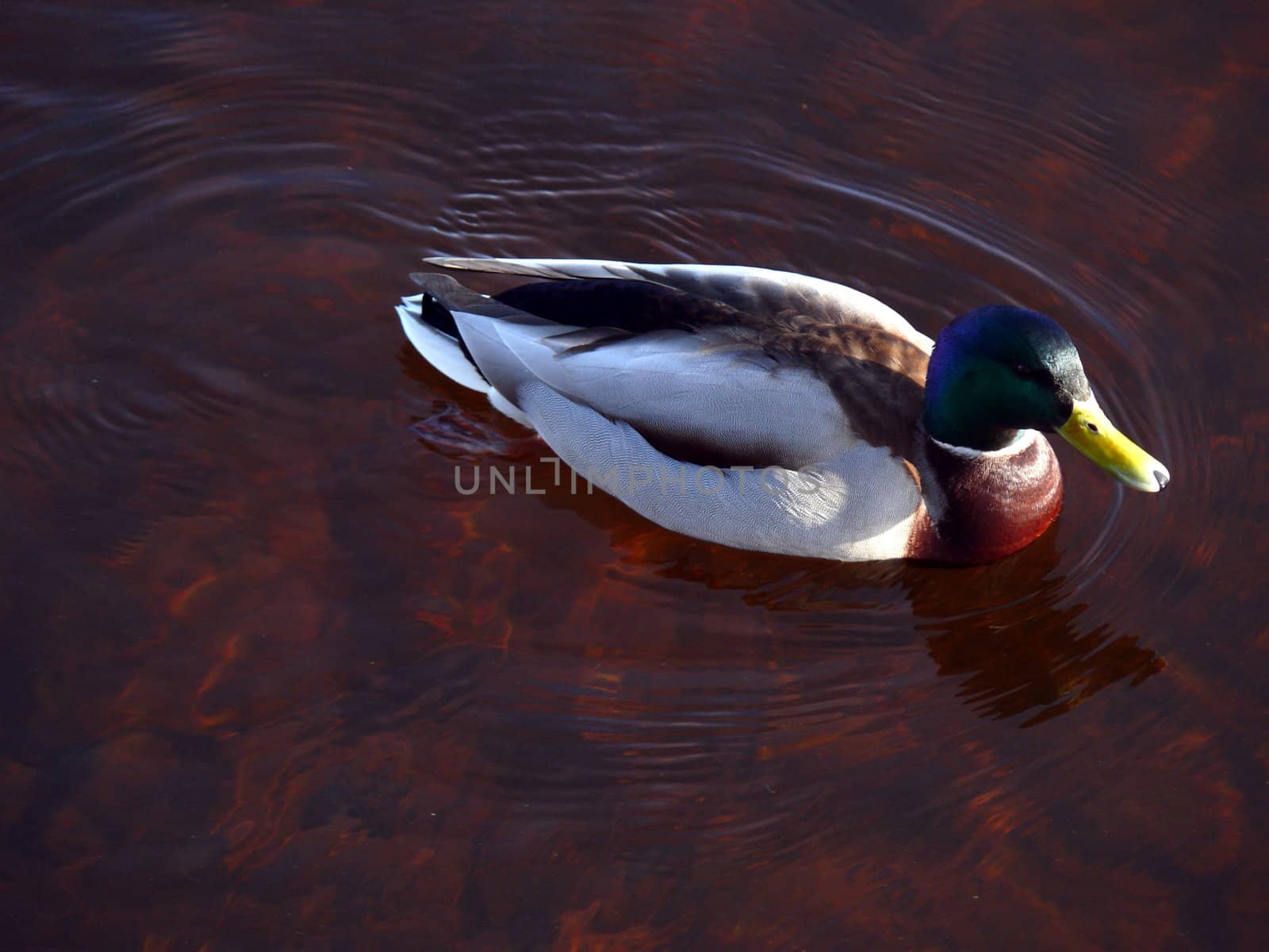 Duck in Neva river, Saint-Petersburg