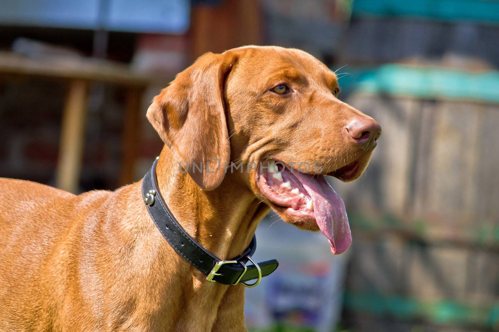 Hungarian vizsla, hungarian pointer posing by xbrchx