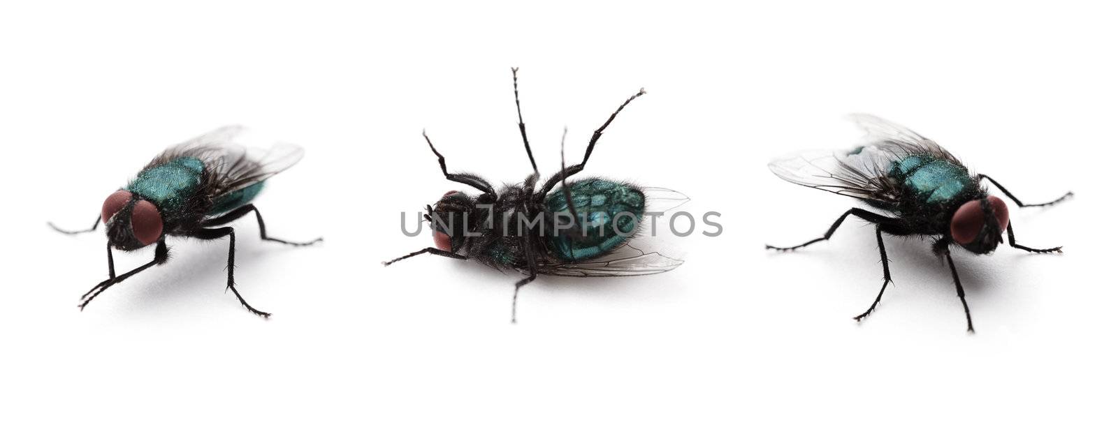 Common green fly isolated on white background