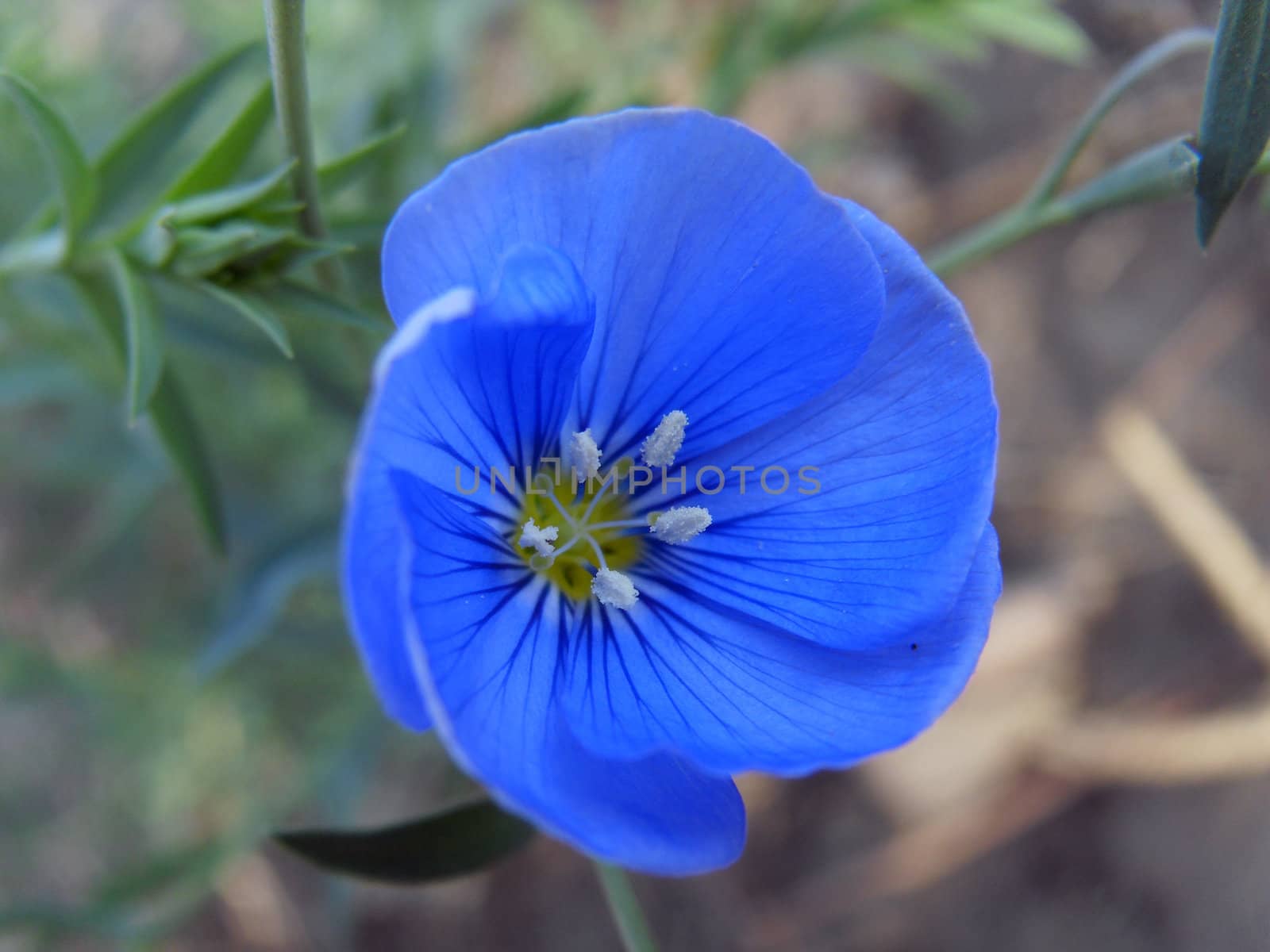 perennial flax