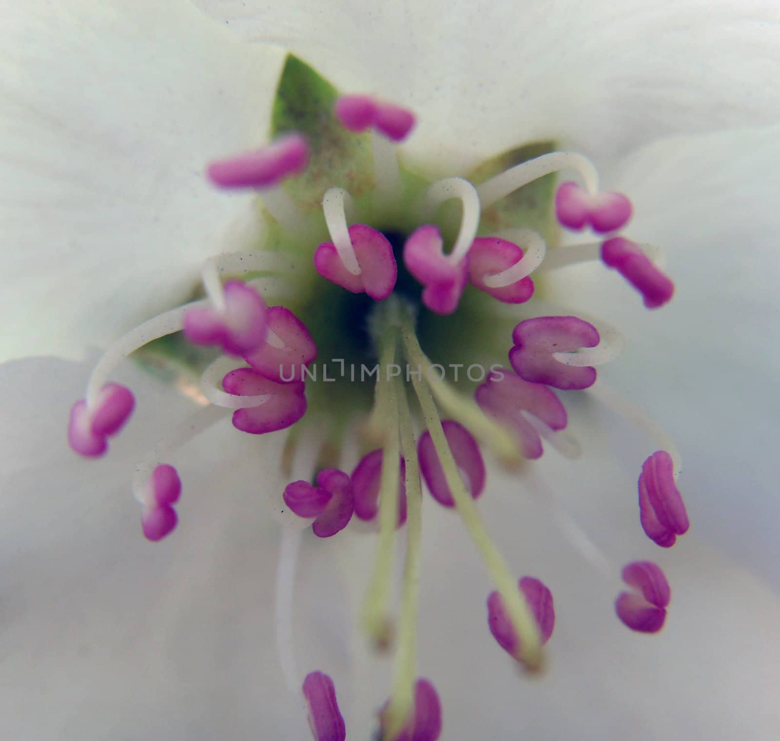 flower heart