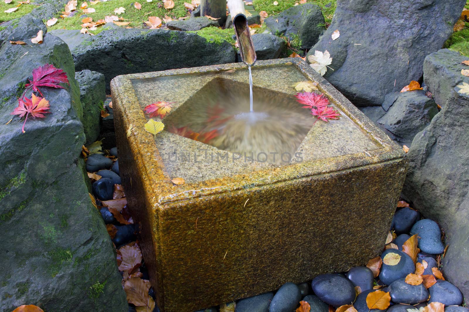 Japanese Bamboo Fountain with Stone Basin in  the Fall