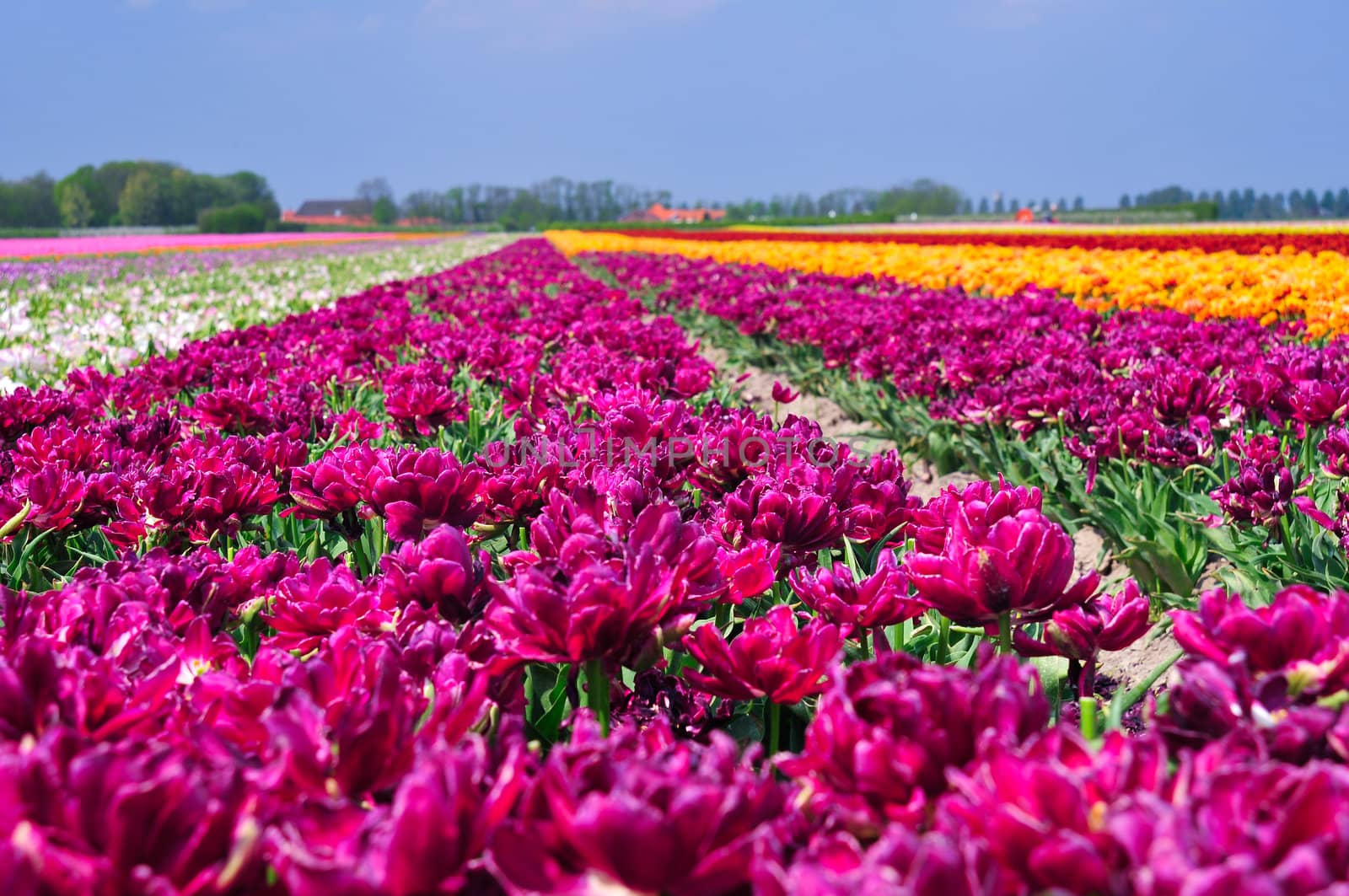 Field of Tulips in a Spring Garden