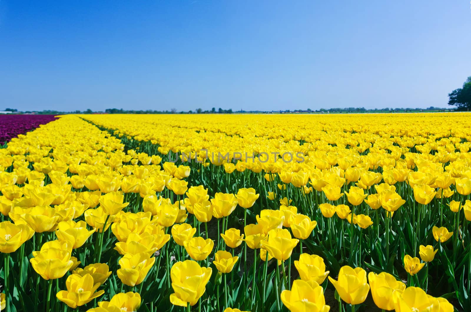 Field of Tulips in a Spring Garden