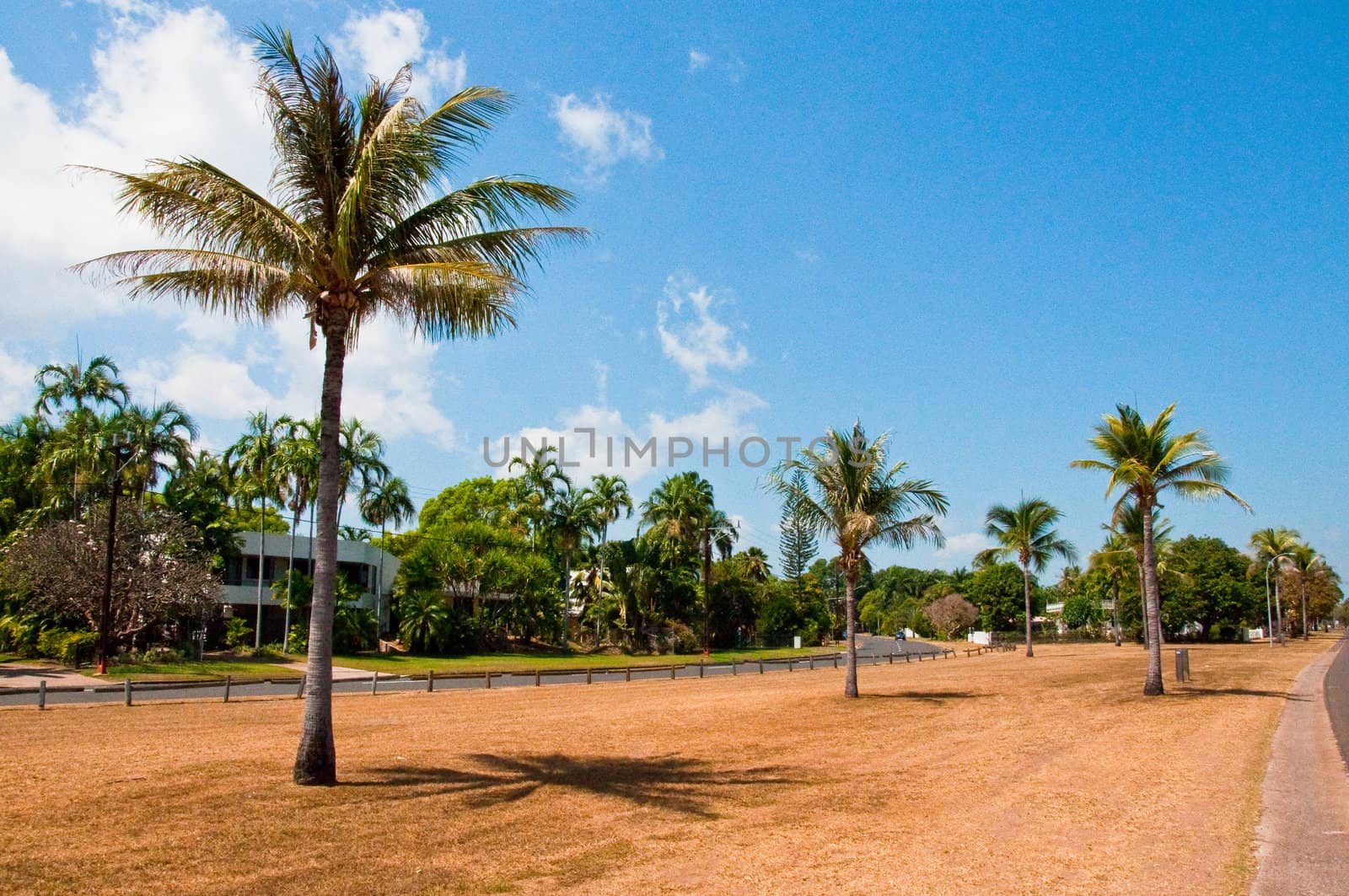 palms along the coast in Darwin, Australia