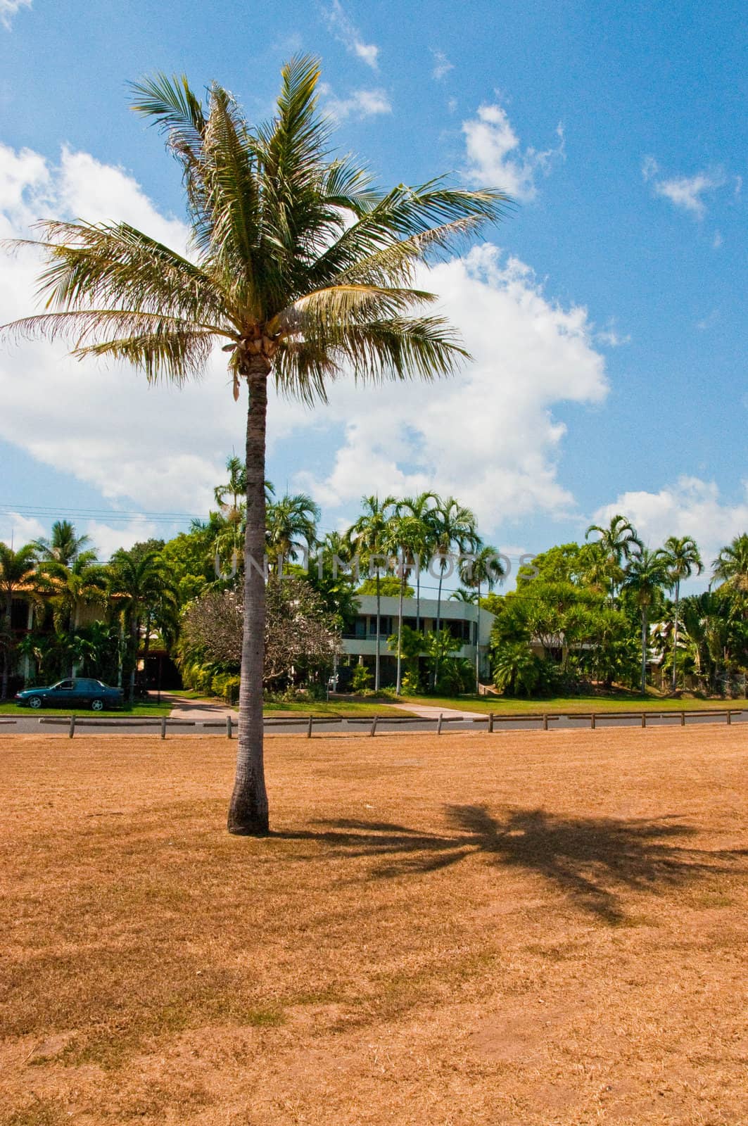 palms along the coast in Darwin, Australia