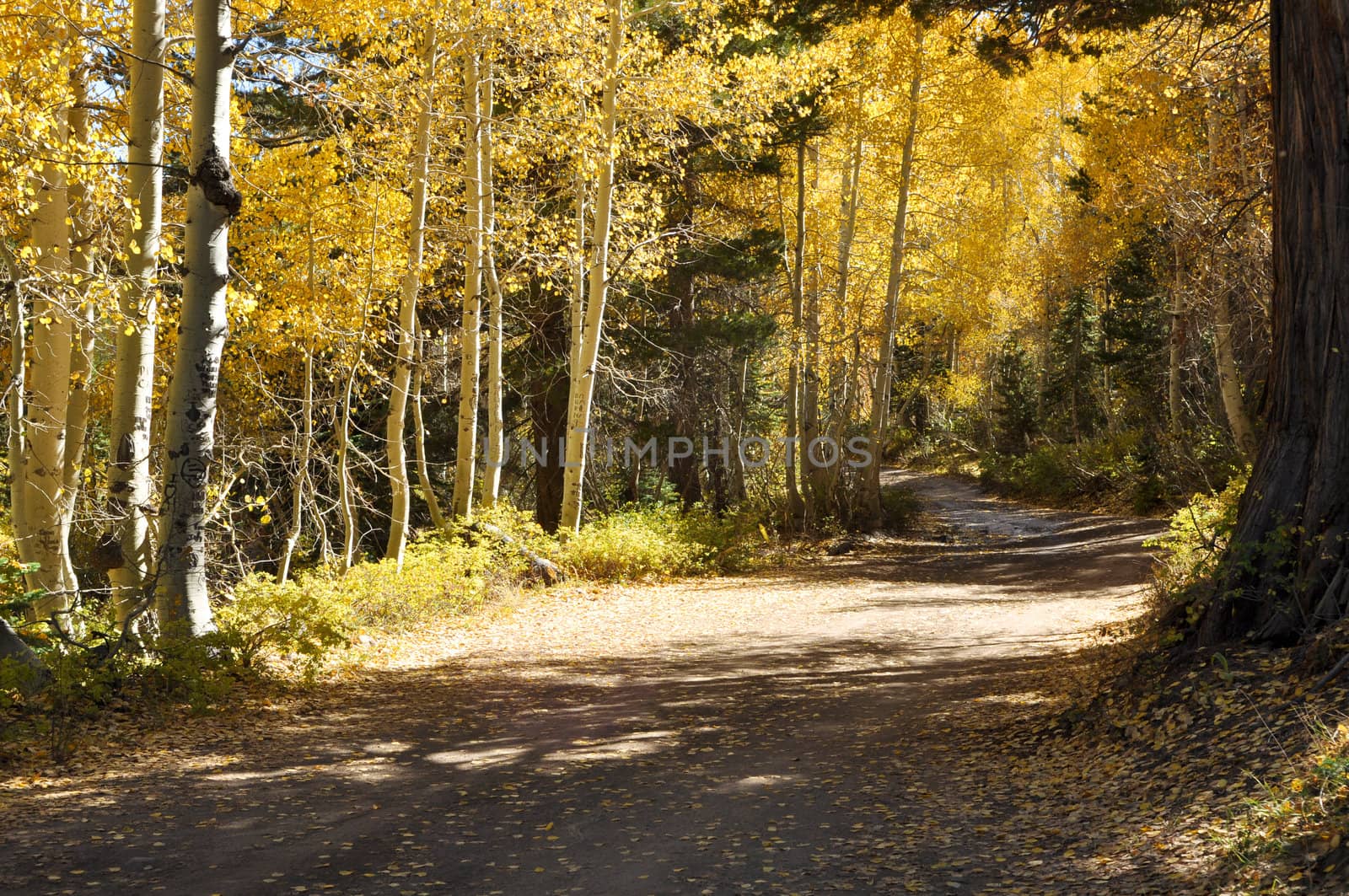 Autumn Trees and Dirt Road