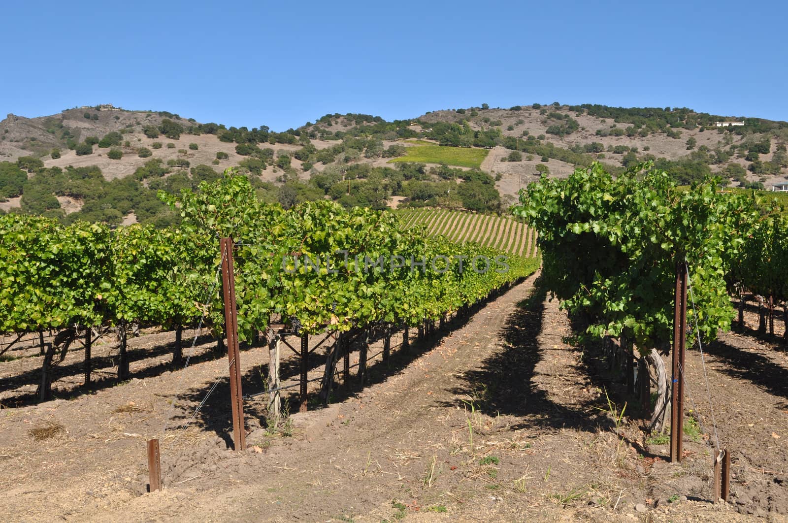 Napa Valley Vineyard