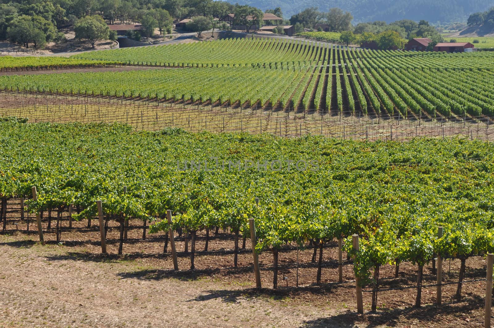 Napa Valley Vineyard