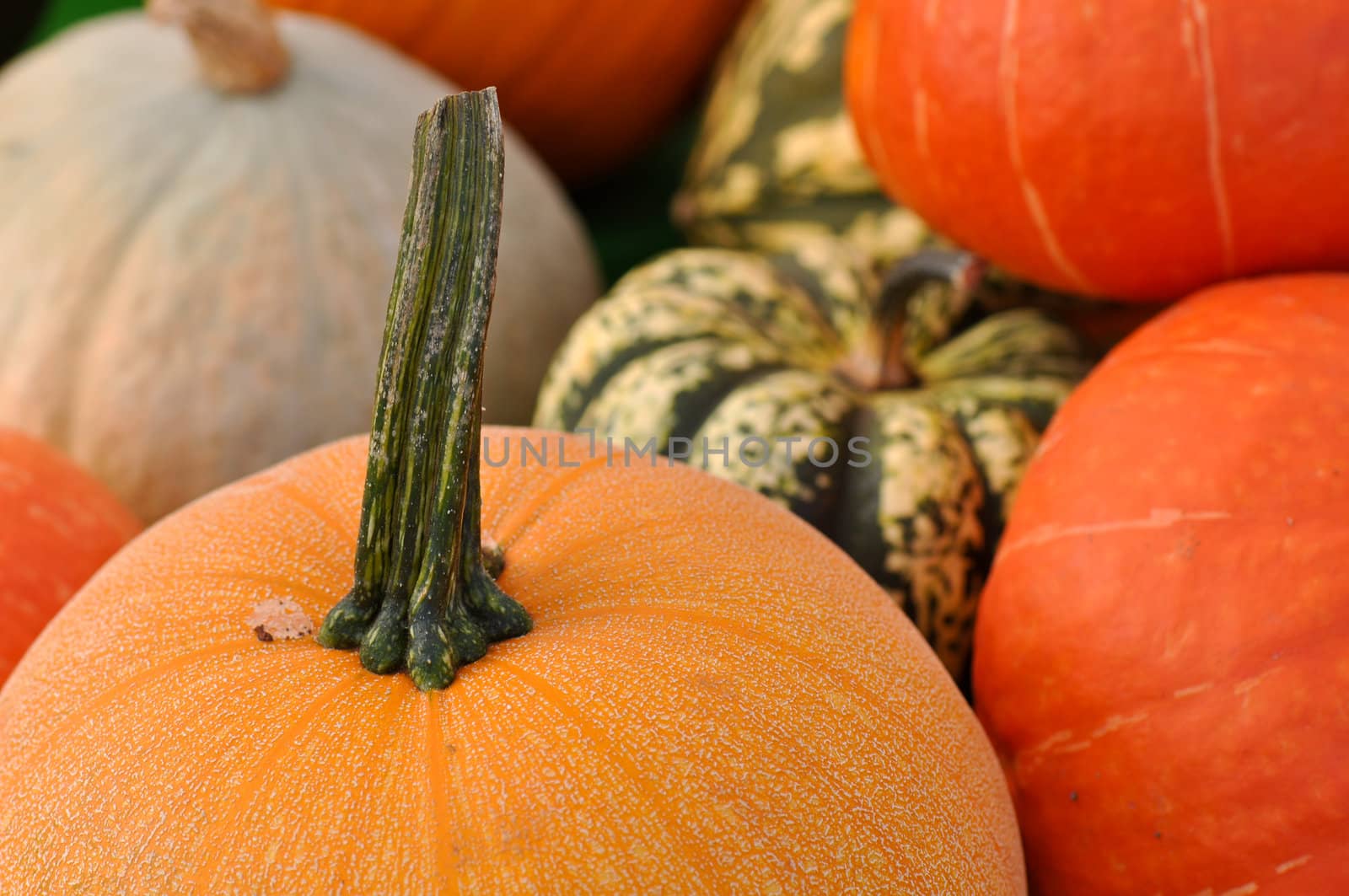 Pumpkins Close Up