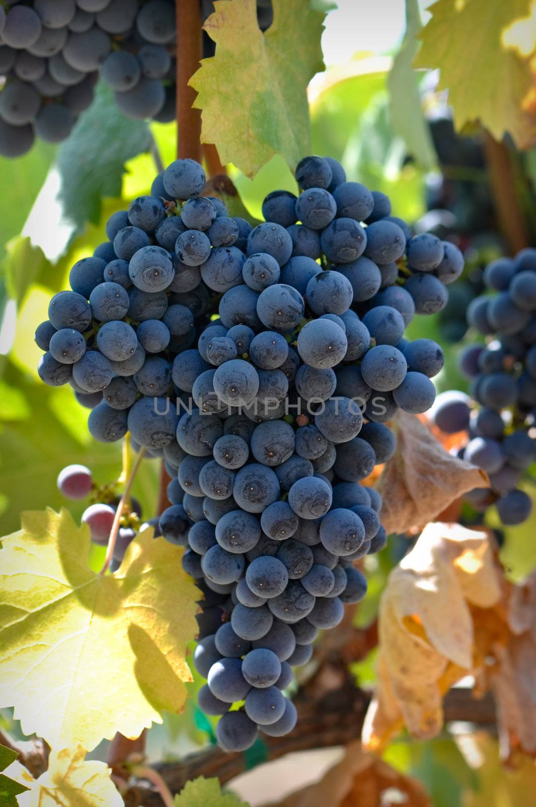 Red Wine Grapes on the Vine