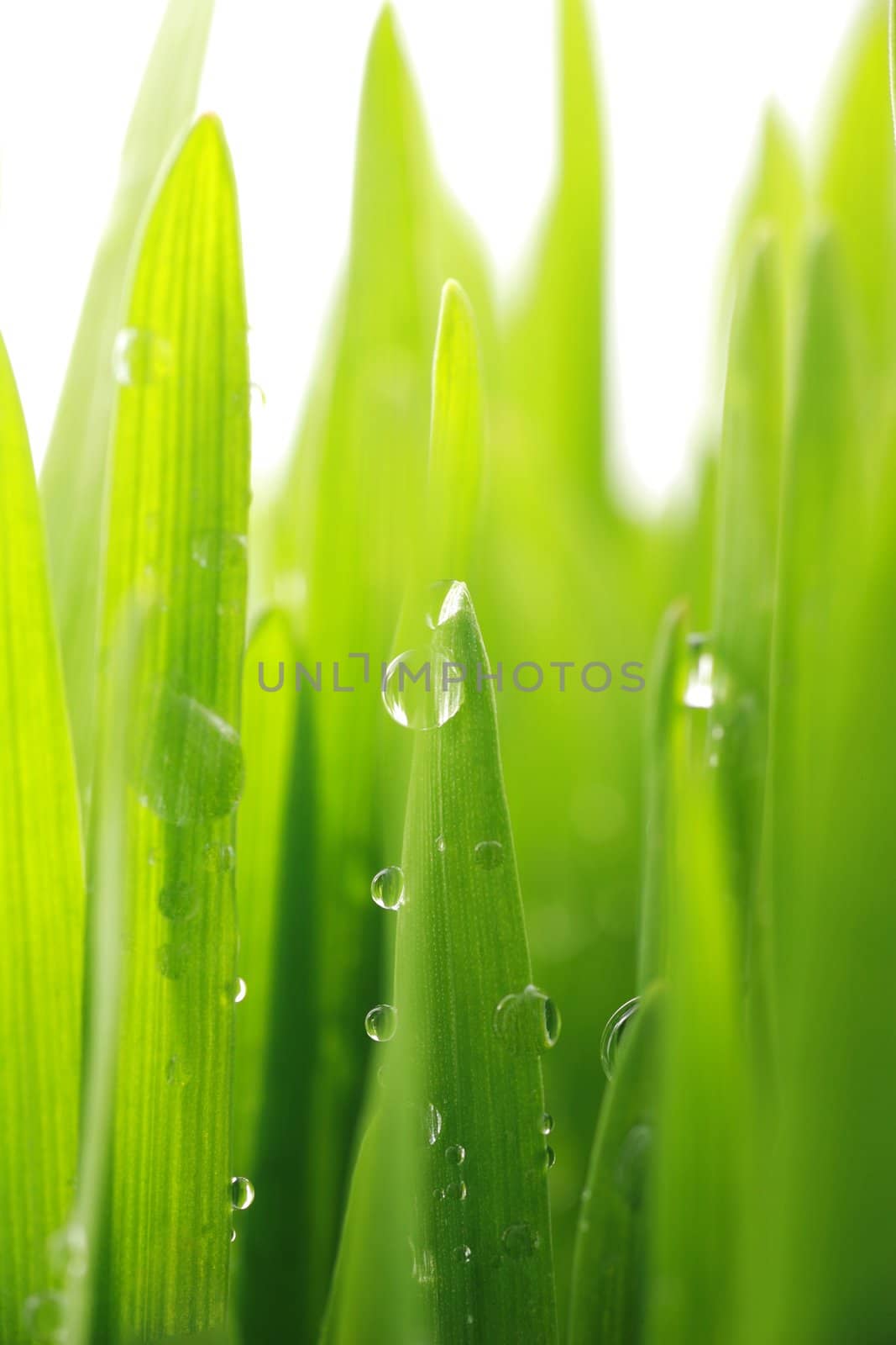 close up of vivid fresh green grass