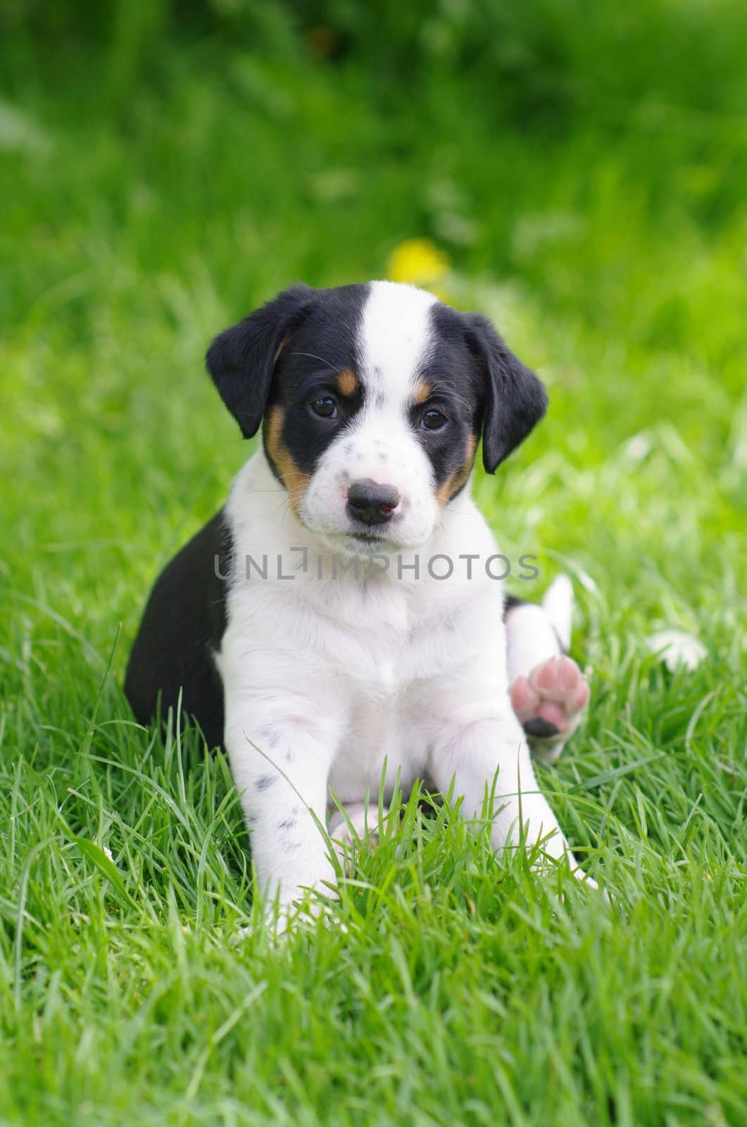 cute puppies in the meadow in spring time