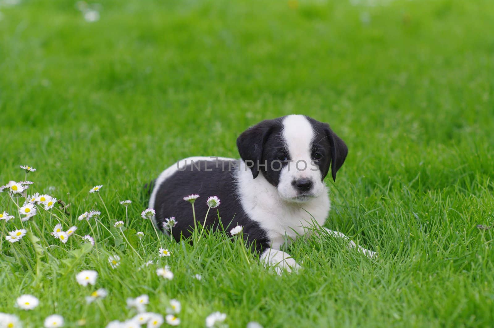 cute puppies in the meadow in spring time