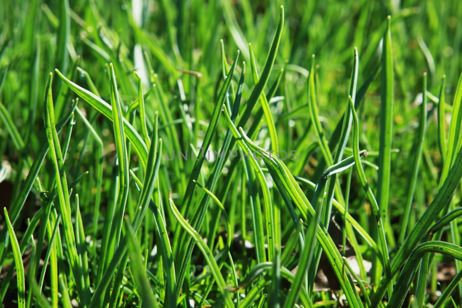 green fresh bright natural grass on spring