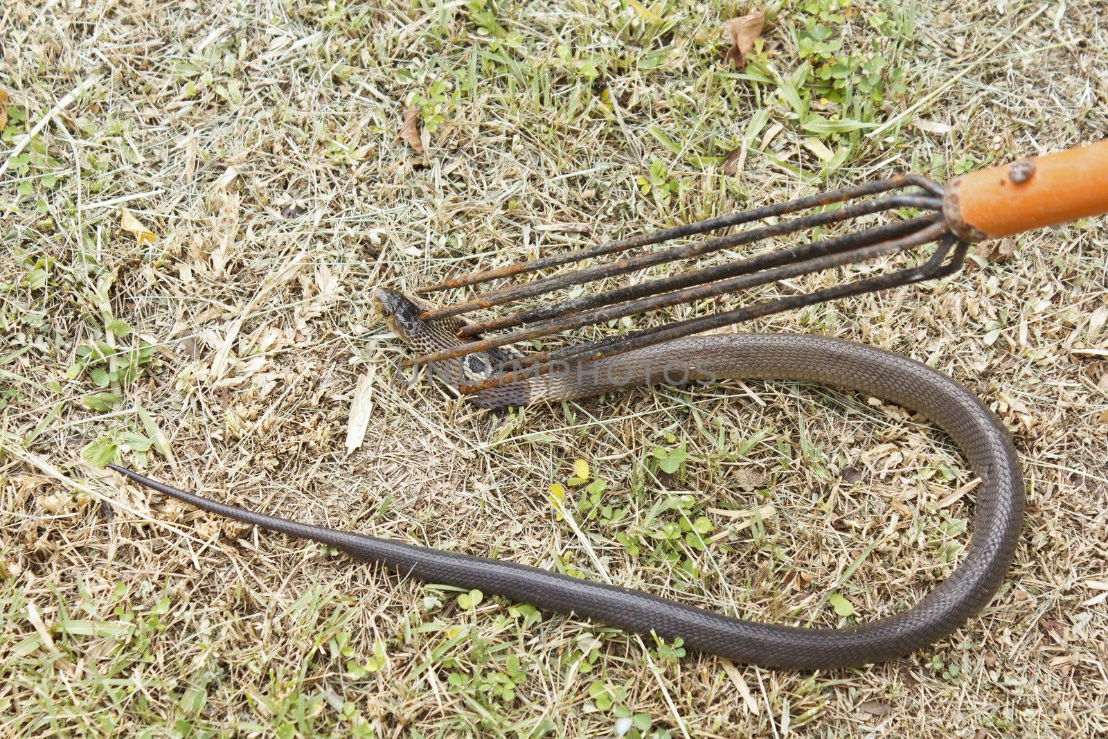 Snake cobra after chihuahua and pomeranian bite in the middle of body that wound I stab head cobra with harpoon