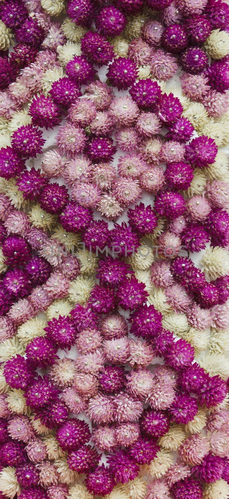 Globe amaranth, Gomphrena haageana arrangement Backgrounds