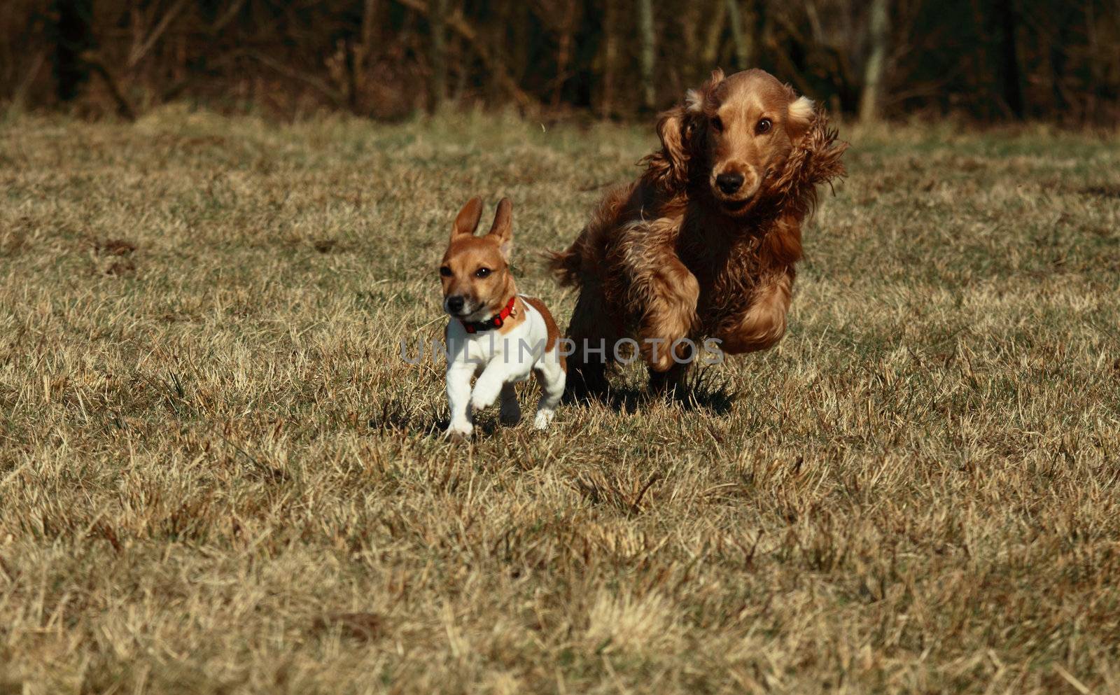 puppy of jack russel terrier and cocker spaniel running in the park