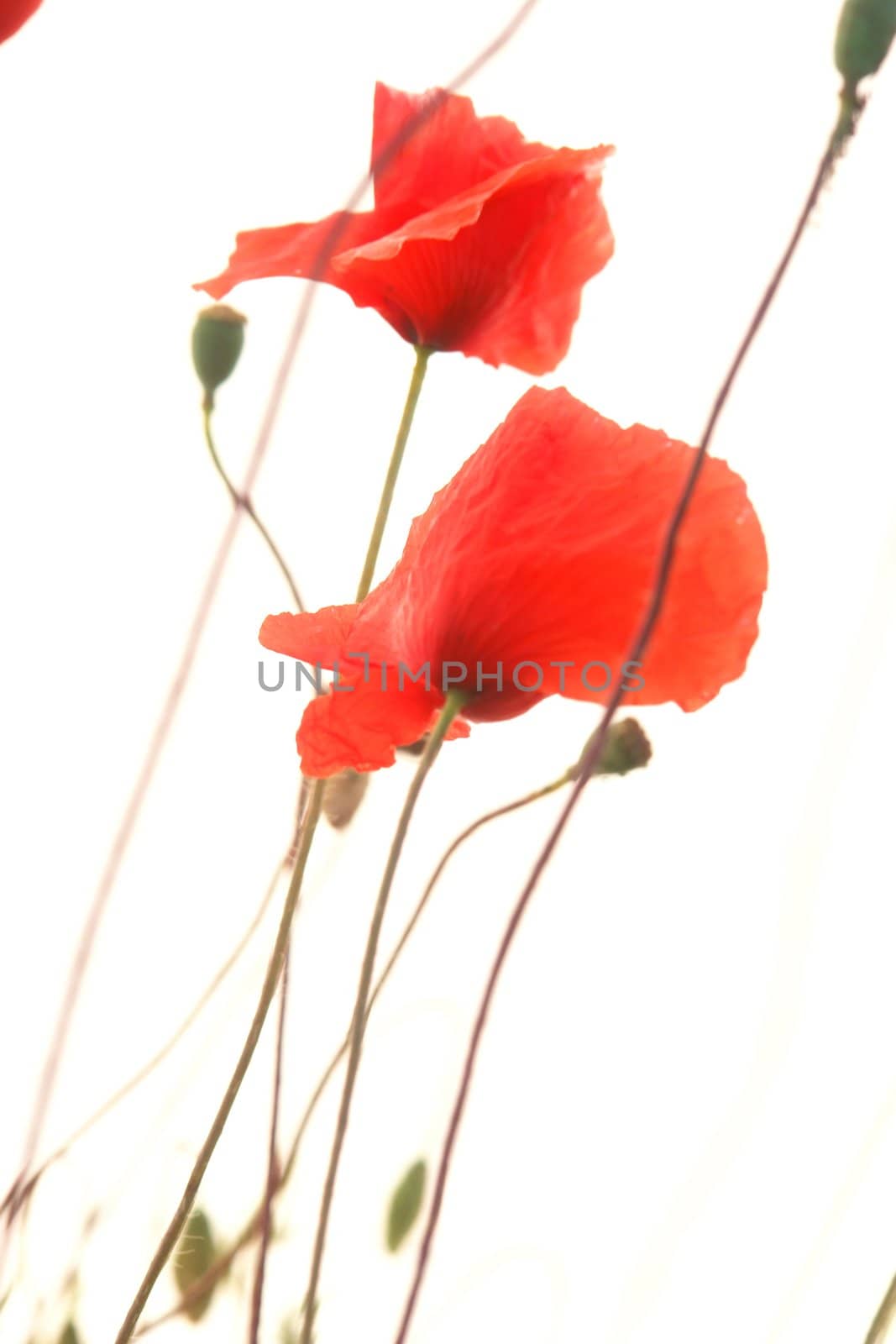 red poppies isolated on a white background